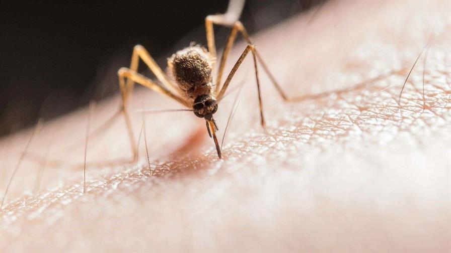 Por qu&eacute; los mosquitos siempre te pican a ti, seg&uacute;n estudios cient&iacute;ficos