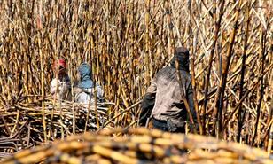 Los hilos del az&uacute;car