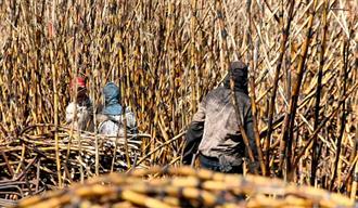 Los hilos del az&uacute;car