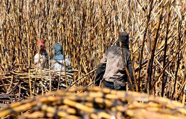 Los hilos del az&uacute;car