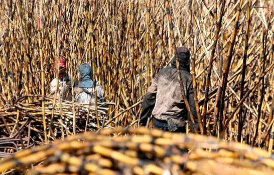 Los hilos del az&uacute;car