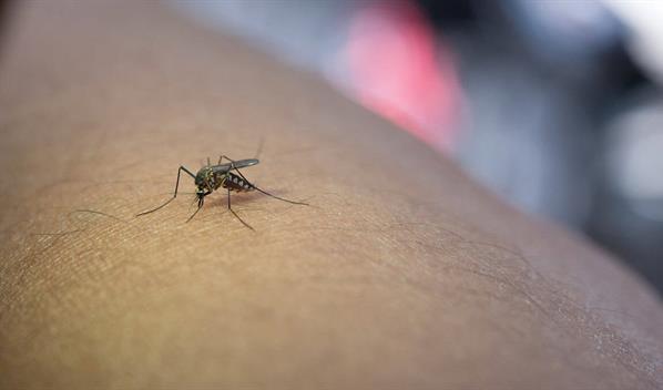 Los humanos, cada vez m&aacute;s en la diana de los mosquitos por la p&eacute;rdida de biodiversidad