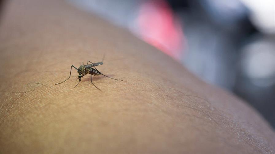 Los humanos, cada vez m&aacute;s en la diana de los mosquitos por la p&eacute;rdida de biodiversidad