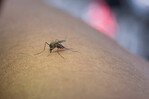 ¿Cuál es la provincia con mayor incidencia de dengue en la República Dominicana? ¿Cuál es la provincia con mayor incidencia de dengue en la República Dominicana?