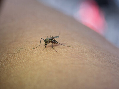 República Dominicana y la baja incidencia de dengue
