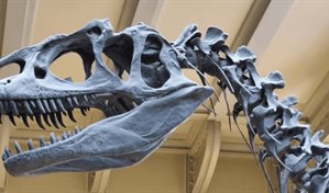 Hallan en Argentina una nueva especie de dinosaurio saur&oacute;podo