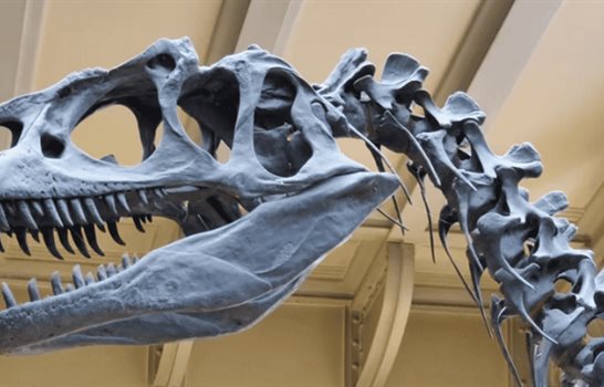 Hallan en Argentina una nueva especie de dinosaurio saur&oacute;podo