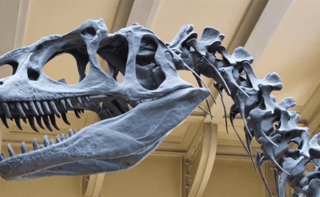 Hallan en Argentina una nueva especie de dinosaurio saur&oacute;podo