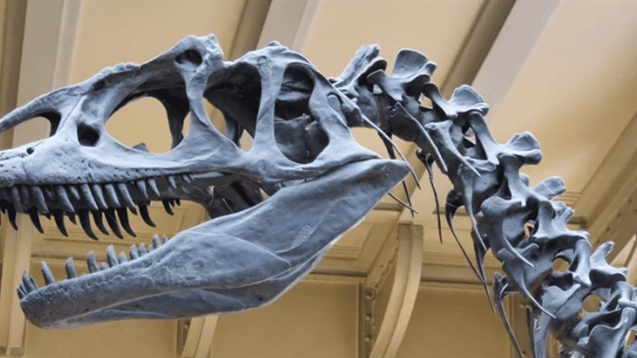 Hallan en Argentina una nueva especie de dinosaurio saur&oacute;podo