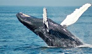 Arranca la temporada de ballenas 2026: visita Saman&aacute;