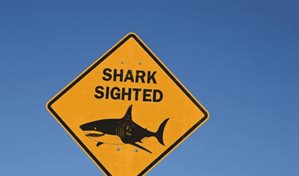 Ni&ntilde;o lucha por su vida tras ataque de tibur&oacute;n en Australia