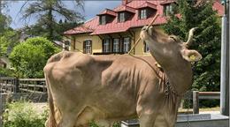 Una vaca usa una escoba como herramienta y sorprende a los cient&iacute;ficos