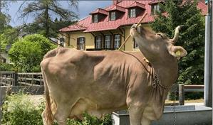 Una vaca usa una escoba como herramienta y sorprende a los cient&iacute;ficos