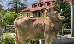 Una vaca usa una escoba como herramienta y sorprende a los cient&iacute;ficos