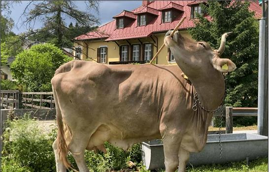 Una vaca usa una escoba como herramienta y sorprende a los cient&iacute;ficos