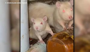 Arrestan a un hombre en Nueva York por mantener unas 300 ratas como mascotas