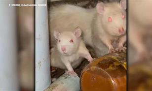 Arrestan a un hombre en Nueva York por mantener unas 300 ratas como mascotas