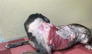 Crueldad animal: mujer quema a una perra que se refugiaba de la lluvia con sus cachorros