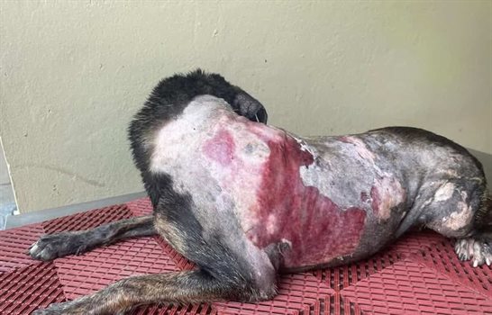 Crueldad animal: mujer quema a una perra que se refugiaba de la lluvia con sus cachorros