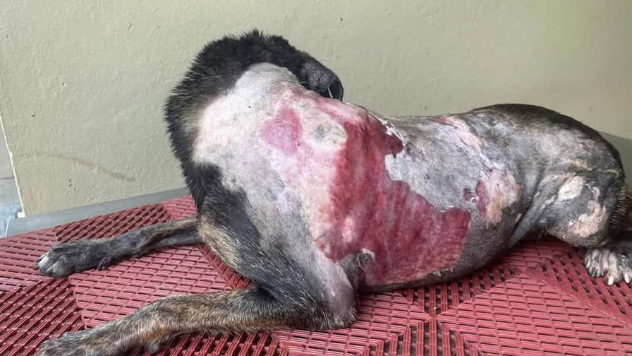 Condenan a mujer por lanzar agua caliente y agredir con botella a una perra