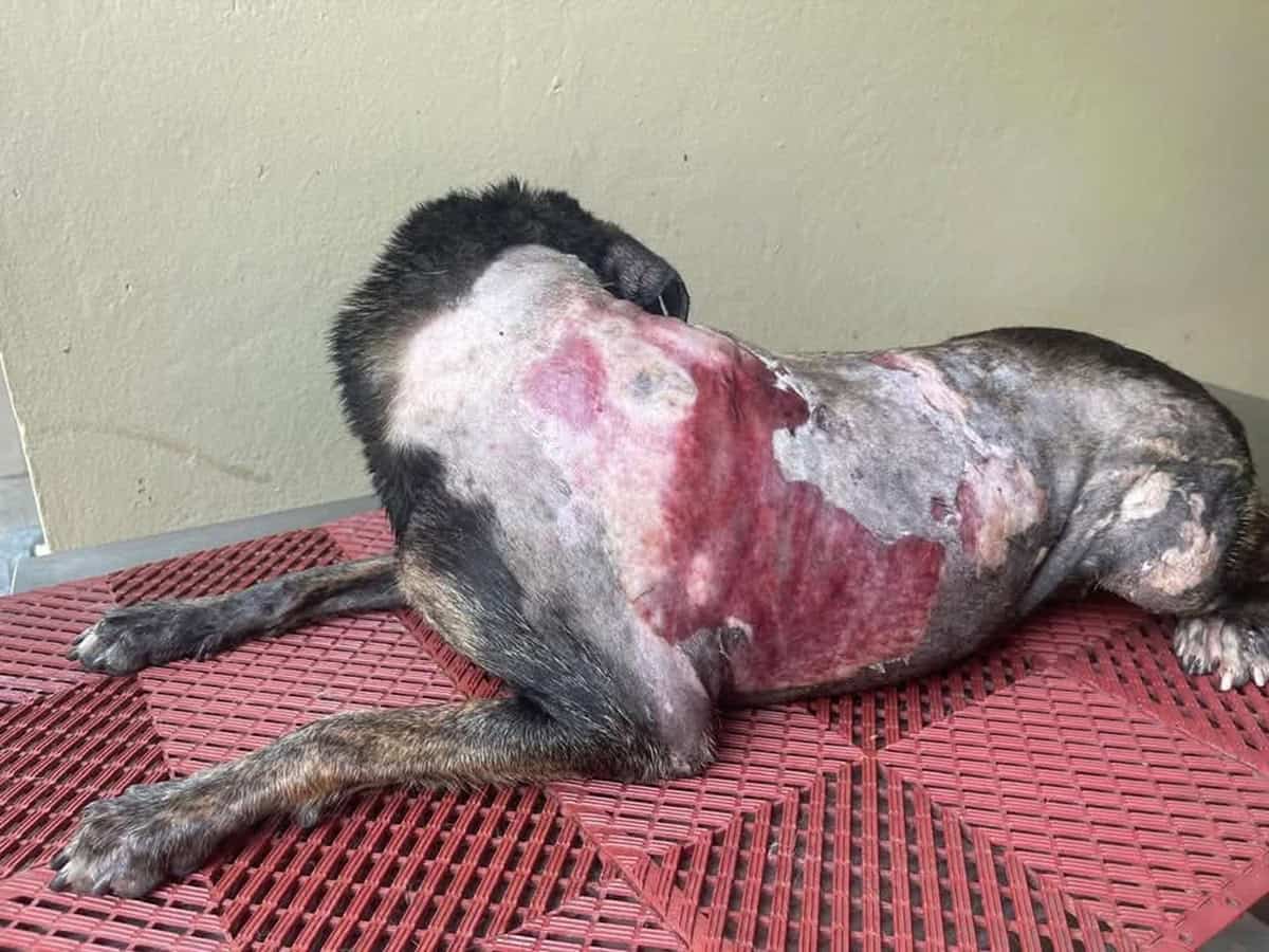 La perra quemada con agua caliente por una mujer en Villa Juana. La agresora enfrenta en estos momentos un juicio preliminar cuyo fallo, de si se env&iacute;a a juicio de fondo, se dar&aacute; a conocer el 5 de febrero.