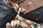 Buscan hogar para cientos de ratas tras operativo de rescate en Nueva York Buscan hogar para cientos de ratas tras operativo de rescate en Nueva York