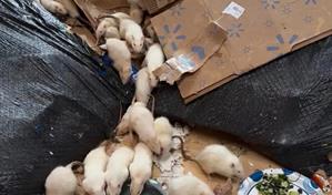 Buscan hogar para cientos de ratas tras operativo de rescate en Nueva York