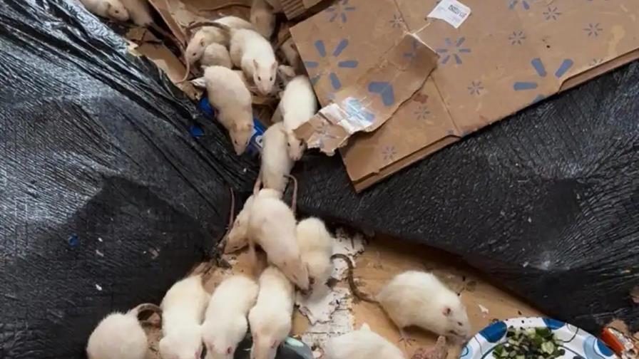 Buscan hogar para cientos de ratas tras operativo de rescate en Nueva York