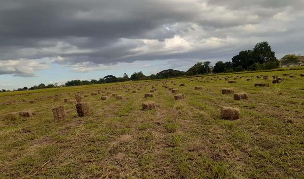 Agricultura inicia venta de pacas a bajo costo para ganaderos afectados por sequ&iacute;a en L&iacute;nea Noroeste