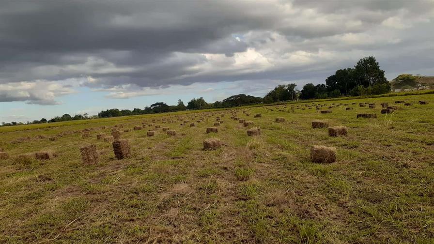 Agricultura inicia venta de pacas a bajo costo para ganaderos afectados por sequ&iacute;a en L&iacute;nea Noroeste