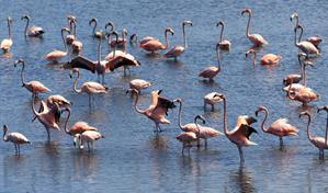 Flamencos rosados vuelven a ci&eacute;naga en Cartagena de Indias atra&iacute;dos por descontaminaci&oacute;n