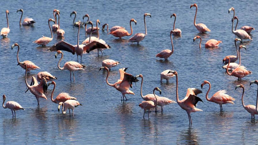 Flamencos rosados vuelven a ci&eacute;naga en Cartagena de Indias atra&iacute;dos por descontaminaci&oacute;n