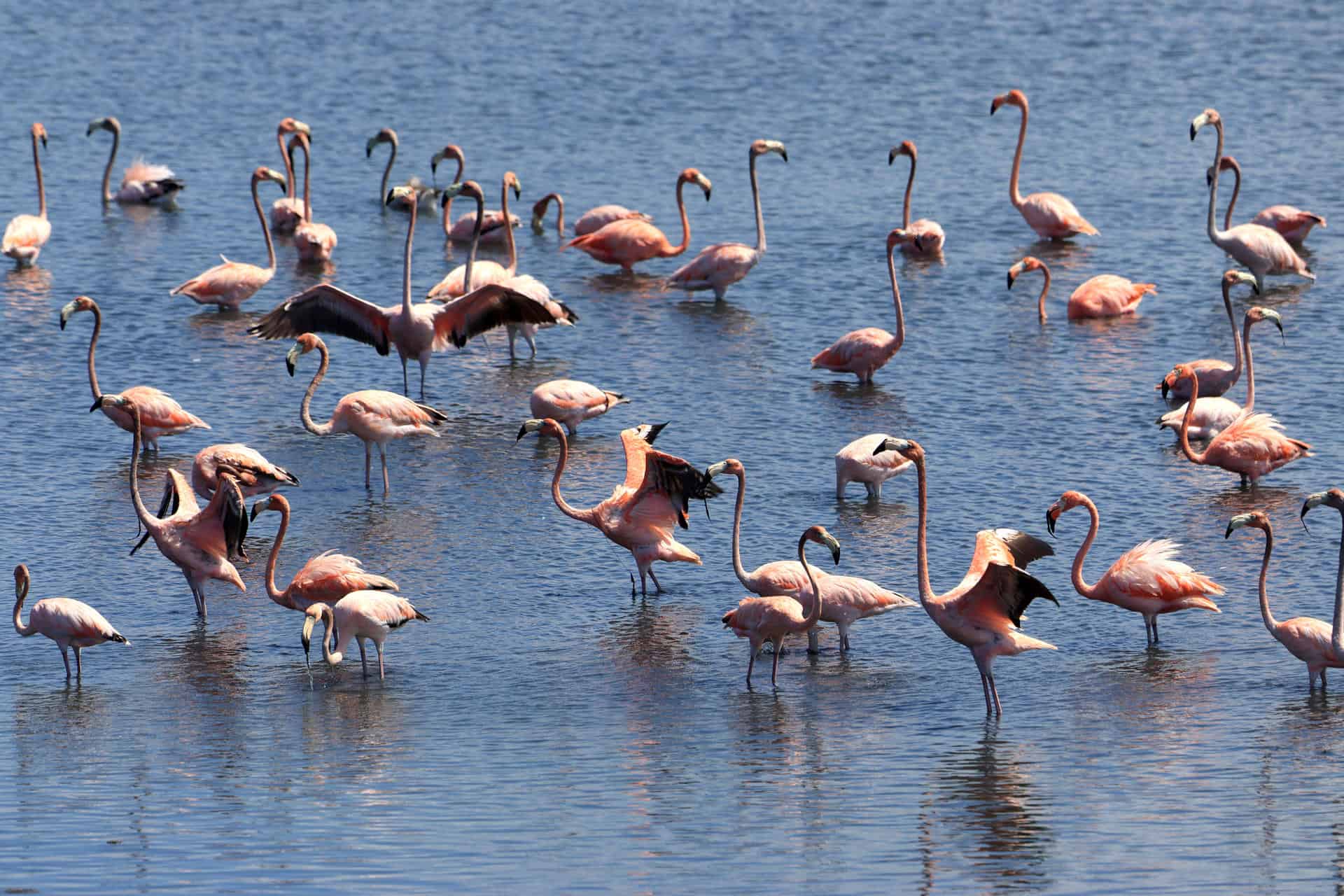 Flamencos vuelven a ciénaga en Colombia tras descontaminación Flamencos vuelven a ciénaga en Colombia tras descontaminación