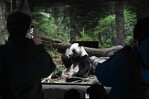 Miles de personas se despiden de los dos &uacute;nicos pandas de Tokio antes de su regreso a China