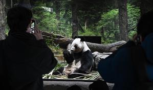 Miles de personas se despiden de los dos &uacute;nicos pandas de Tokio antes de su regreso a China