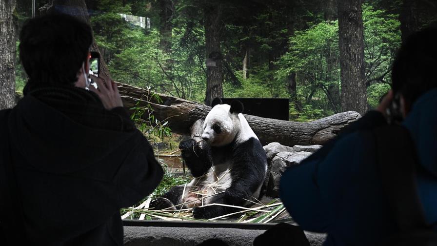 Miles de personas se despiden de los dos &uacute;nicos pandas de Tokio antes de su regreso a China