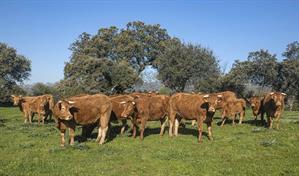 Las olas de calor pondr&aacute;n en peligro a hasta el 20 % del vacuno en Europa en el a&ntilde;o 2050
