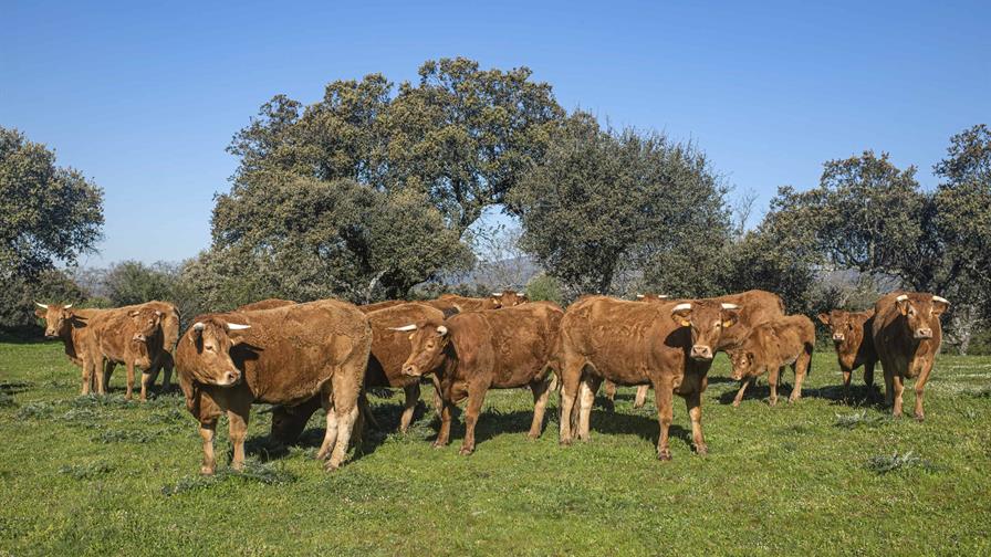 Las olas de calor pondrán en peligro a hasta el 20 % del vacuno en Europa en el año 2050