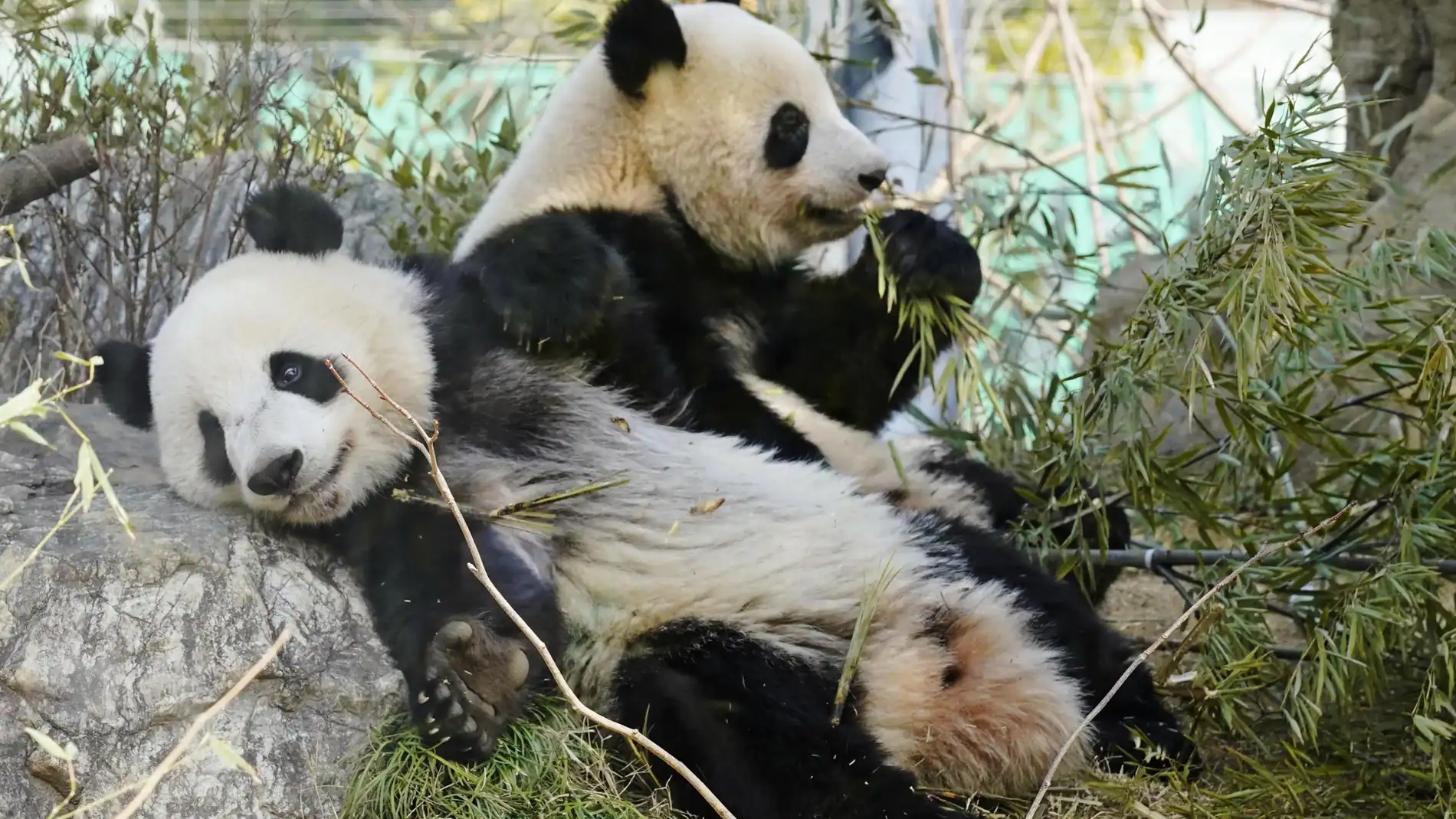 Los pandas de Tokio parten hacia China, dejando a Jap&oacute;n sin sus queridos osos