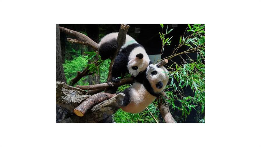 Los pandas de Tokio parten hacia China, dejando a Japón sin sus queridos osos