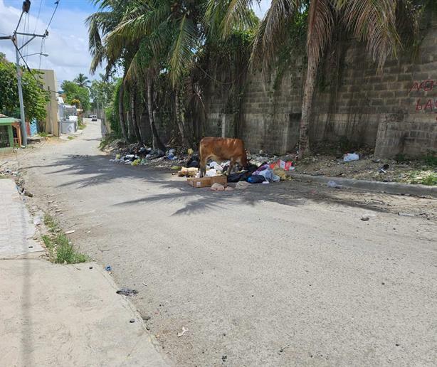 Animales sueltos: problema mortal sin freno en las v&iacute;as