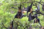 Salud Pública activa alerta temprana ante virus emergentes como influenza y Nipah