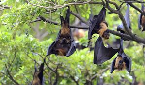 Salud P&uacute;blica activa alerta temprana ante virus emergentes como influenza y Nipah