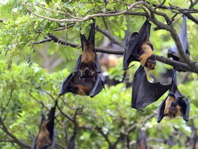 Salud Pública activa alerta temprana ante virus Nipah