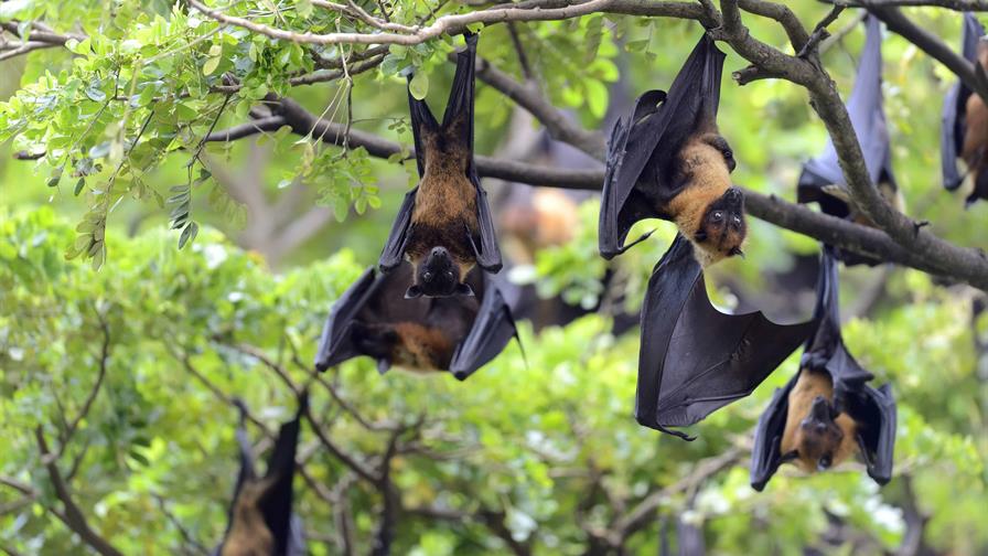 Salud Pública activa alerta temprana ante virus emergentes como influenza y Nipah