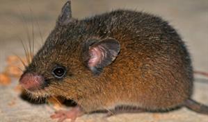 Hallan nueva especie de peque&ntilde;o roedor en los andes de Per&uacute;