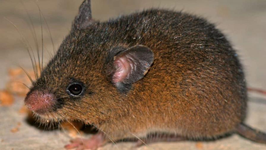 Hallan nueva especie de peque&ntilde;o roedor en los andes de Per&uacute;