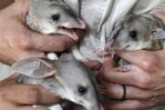Un total de 44 especies se extinguieron en 2025, según la Lista Roja de la UICN Un total de 44 especies se extinguieron en 2025, según la Lista Roja de la UICN