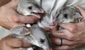 Un total de 44 especies se extinguieron en 2025, seg&uacute;n la Lista Roja de la UICN