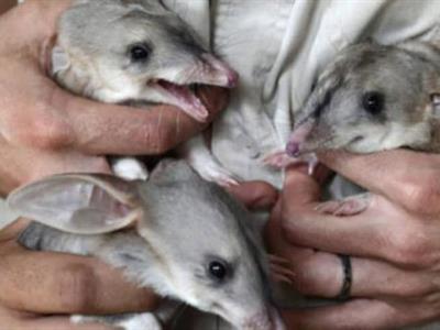 Un total de 44 especies se extinguieron en 2025